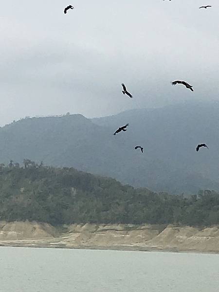 曾文水庫釣魚餵老鷹&#129413;_180409_0015.jpg