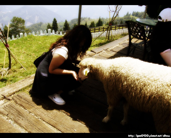 放羊的小女孩