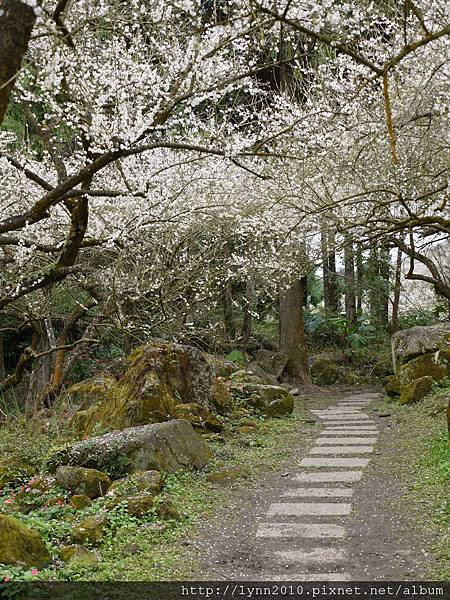 風櫃斗梅花(2012.01.14)17