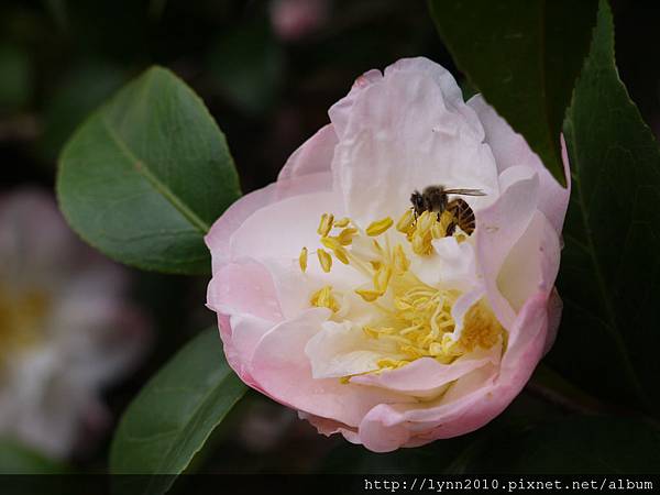 茶花與採蜜的蜜蜂