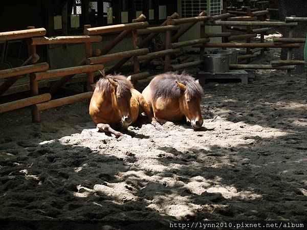 東京-Day 2-上野動物園 (57)