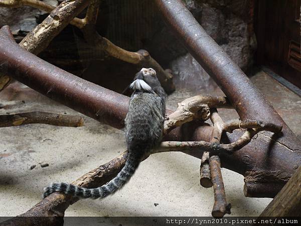 東京-Day 2-上野動物園 (84)