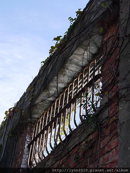 駁二藝術特區-藤蔓爬在牆與鐵窗上特別有滄桑感