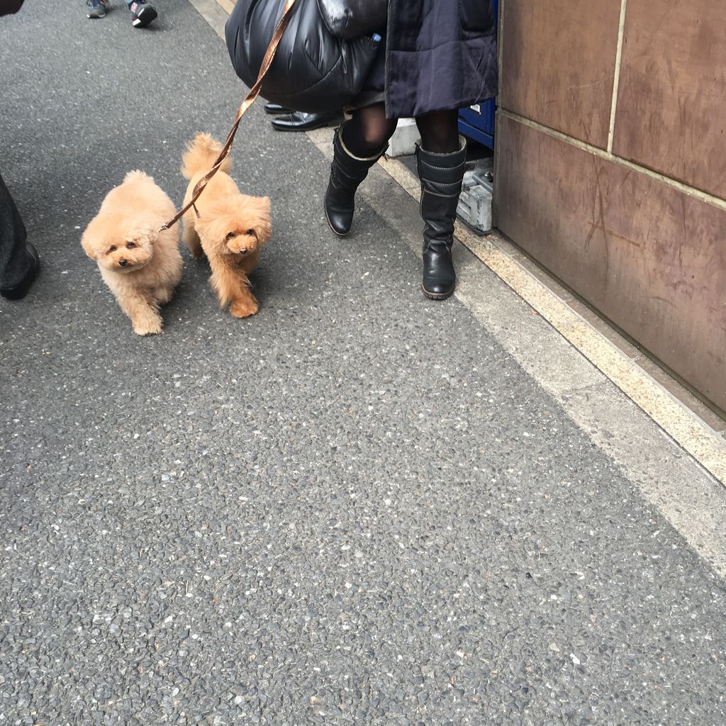 東京自助 一個人在東京散步 東急東橫線中目黑代官山惠比壽 無敵可愛白髭のシュークリーム工房龍貓泡芙 丁小妞愛旅行