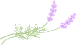 i-lavender1.gif