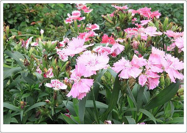IMG_0016 IMG_0016