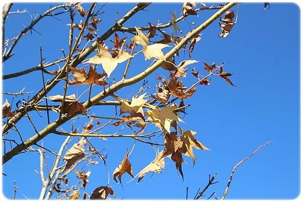 IMG_2740.JPG IMG_2740.JPG