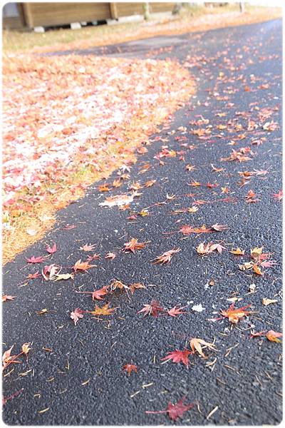 IMG_0774.JPG IMG_0774.JPG