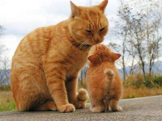 kittymommy.jpg 敘利亞 柯文哲 跌倒 惡魔蛋糕 川普 柯文哲 Cnn 井上真央 伊能靜 鄭南榕 爐石戰記