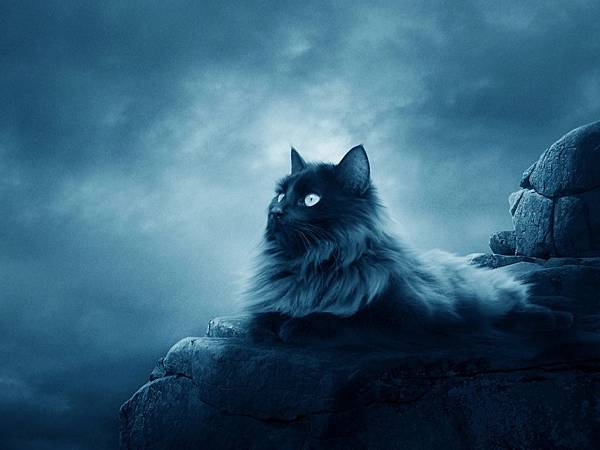 -downloadfiles-wallpapers-1280_960-full_moon_cat_6776.jpg 畢書盡 丁松筠 周葆元 Hito 倫敦 地震 挑食少女 魏如萱 Hito流行音樂獎2017 張翰