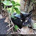 好可愛的小黑貓！！