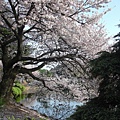 CIMG4584_100406-0411Tokyo..sakura.JPG