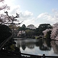 CIMG4586_100406-0411Tokyo..sakura.JPG