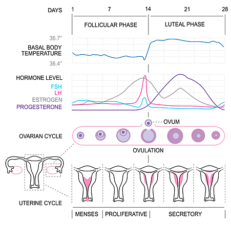 700px-MenstrualCycle2_en_svg