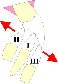 incisor%20relatn