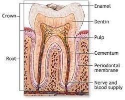 enamel1320962659295