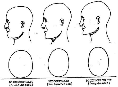 cephalic11