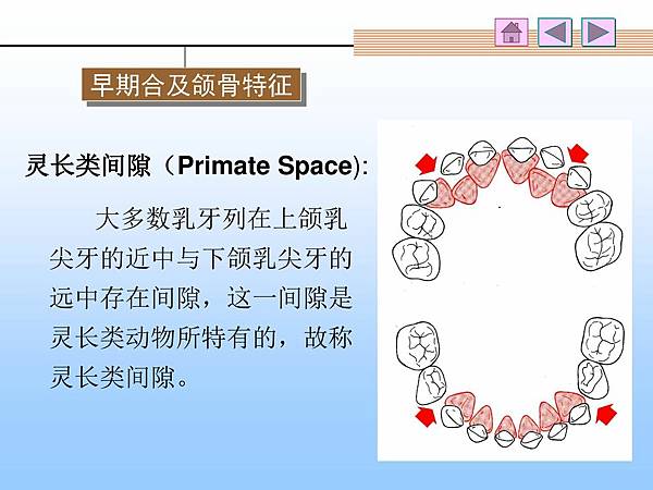 灵长类间隙（Primate+Space) .jpg
