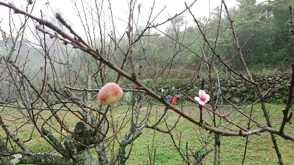 萬紫芊紘露營趣-第8露-南投部落尋奇(春陽溫泉)