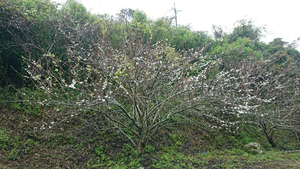 萬紫芊紘露營趣-第8露-南投部落尋奇(春陽溫泉)