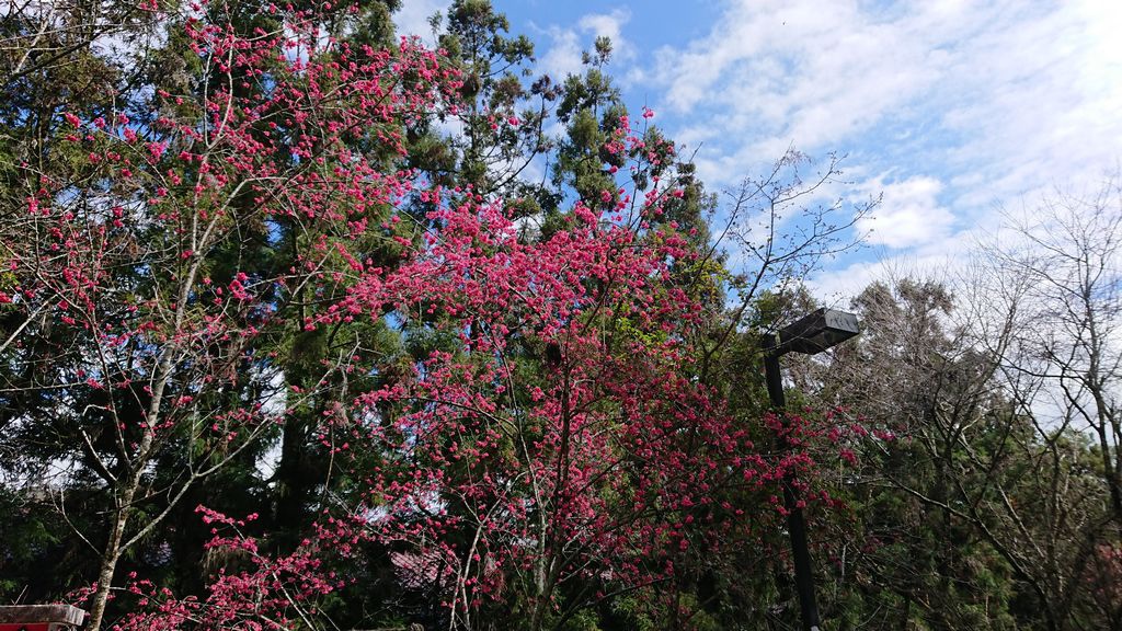 萬紫芊紘露營趣-第8露-南投部落尋奇(春陽溫泉)