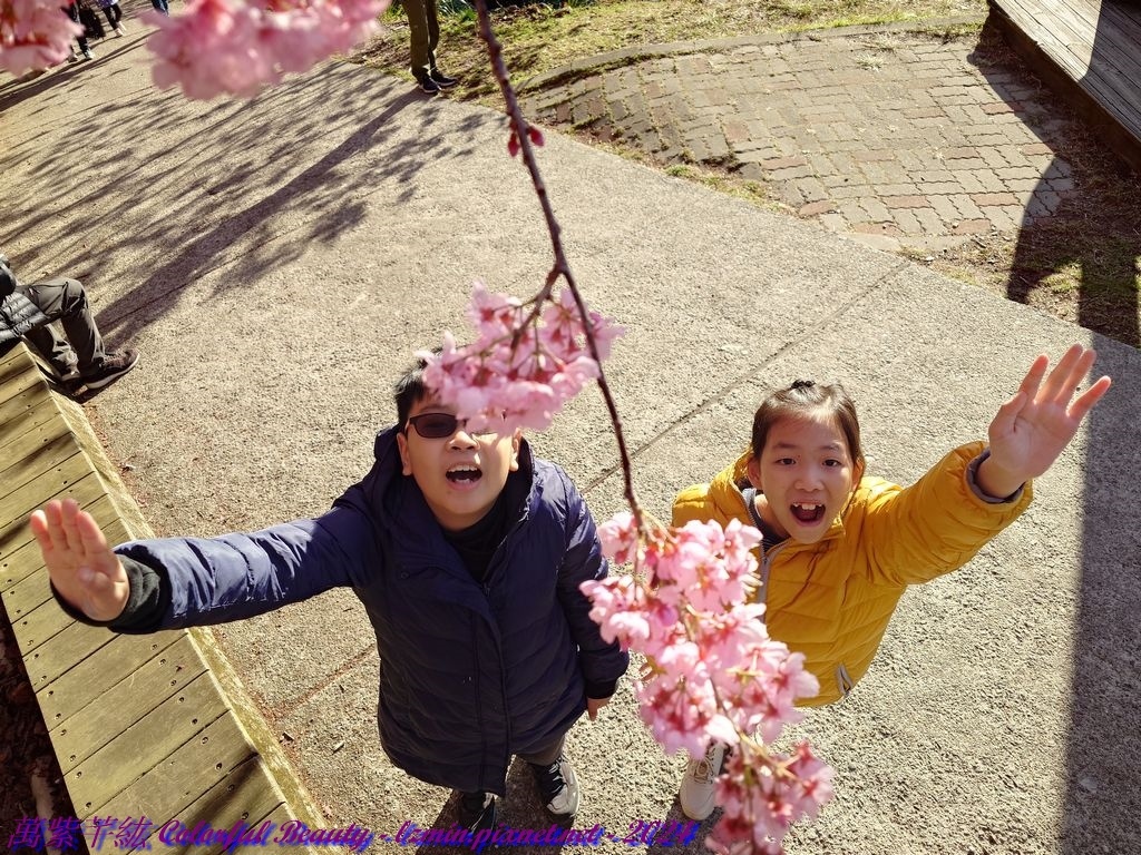 萬紫芊紘-第69露-2024春節的武陵農場櫻花季!!滿滿粉紅
