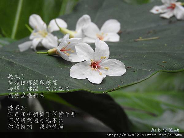 DSCN8523_meitu_3.jpg DSCN8523_meitu_3.jpg