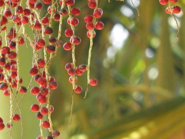 DSCN6115.JPG DSCN6115.JPG