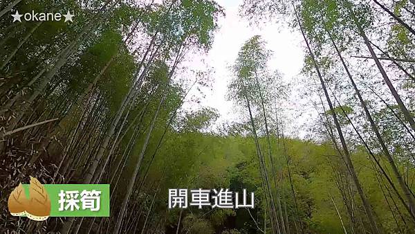 20200407採筍_竹筍的保存方法_炒筍_湯筍02.jpg 20200407採筍_竹筍的保存方法_炒筍_湯筍02.jpg