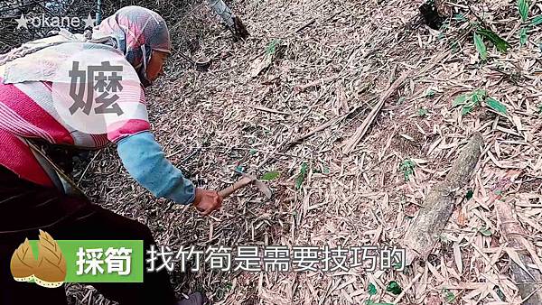 20200407採筍_竹筍的保存方法_炒筍_湯筍04.jpg 20200407採筍_竹筍的保存方法_炒筍_湯筍04.jpg