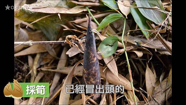 20200407採筍_竹筍的保存方法_炒筍_湯筍06.jpg 20200407採筍_竹筍的保存方法_炒筍_湯筍06.jpg