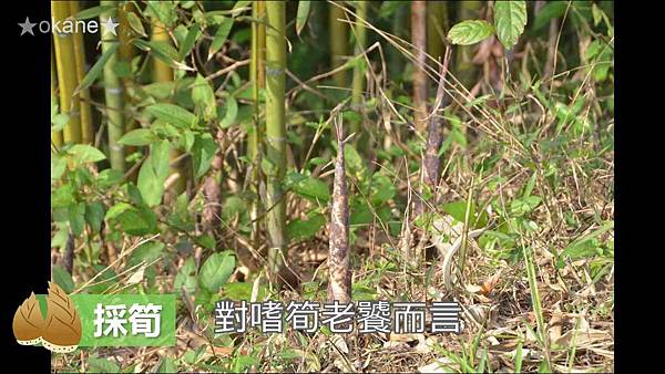 20200407採筍_竹筍的保存方法_炒筍_湯筍07.jpg 20200407採筍_竹筍的保存方法_炒筍_湯筍07.jpg