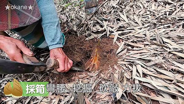 20200407採筍_竹筍的保存方法_炒筍_湯筍08.jpg 20200407採筍_竹筍的保存方法_炒筍_湯筍08.jpg