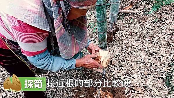 20200407採筍_竹筍的保存方法_炒筍_湯筍10.jpg 20200407採筍_竹筍的保存方法_炒筍_湯筍10.jpg