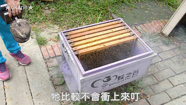 20191102嘉義 蜂之谷11.jpg 20191102嘉義 蜂之谷11.jpg