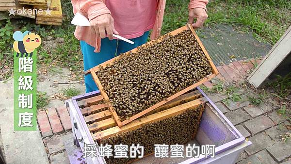 20191102嘉義 蜂之谷12.jpg 20191102嘉義 蜂之谷12.jpg