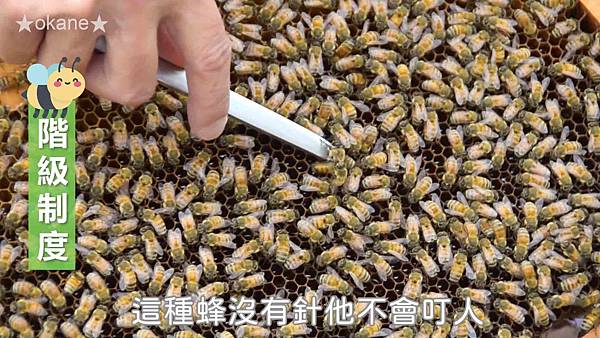 20191102嘉義 蜂之谷13.jpg 20191102嘉義 蜂之谷13.jpg
