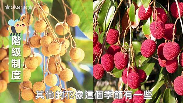 20191102嘉義 蜂之谷14.jpg 20191102嘉義 蜂之谷14.jpg