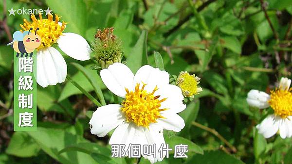 20191102嘉義 蜂之谷15.jpg 20191102嘉義 蜂之谷15.jpg