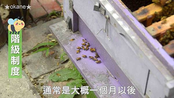 20191102嘉義 蜂之谷17.jpg 20191102嘉義 蜂之谷17.jpg