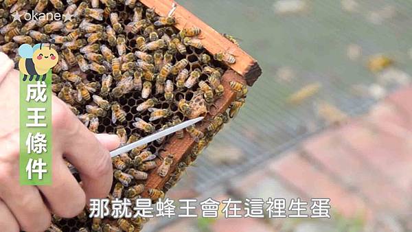 20191102嘉義 蜂之谷19.jpg 20191102嘉義 蜂之谷19.jpg