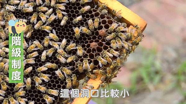 20191102嘉義 蜂之谷18.jpg 20191102嘉義 蜂之谷18.jpg