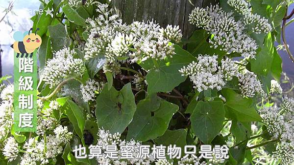 20191102嘉義 蜂之谷16.jpg 20191102嘉義 蜂之谷16.jpg