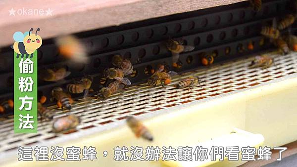 20191102嘉義 蜂之谷22.jpg 20191102嘉義 蜂之谷22.jpg