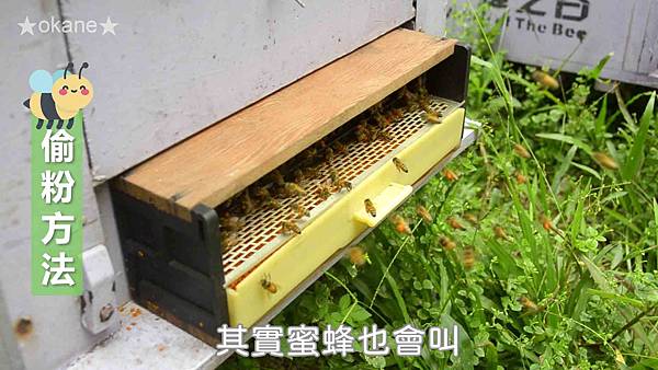 20191102嘉義 蜂之谷21.jpg 20191102嘉義 蜂之谷21.jpg