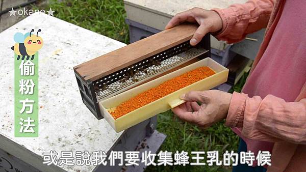 20191102嘉義 蜂之谷24.jpg 20191102嘉義 蜂之谷24.jpg