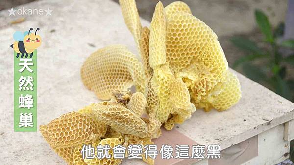20191102嘉義 蜂之谷27.jpg 20191102嘉義 蜂之谷27.jpg