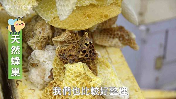 20191102嘉義 蜂之谷28.jpg 20191102嘉義 蜂之谷28.jpg