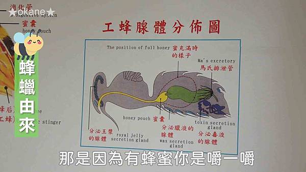 20191102嘉義 蜂之谷29.jpg 20191102嘉義 蜂之谷29.jpg