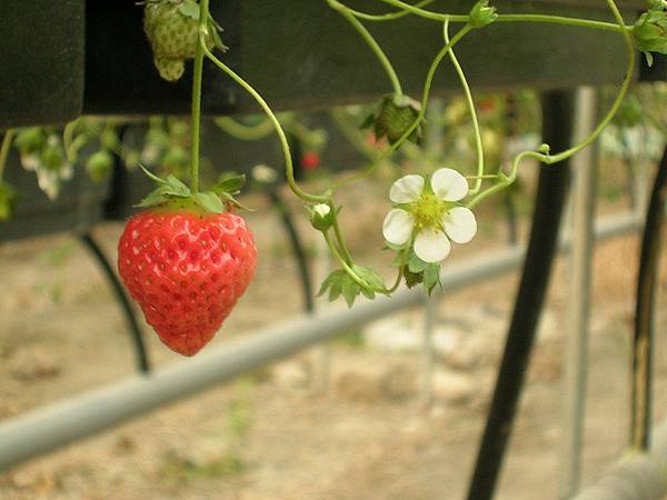 草莓草莓草莓園